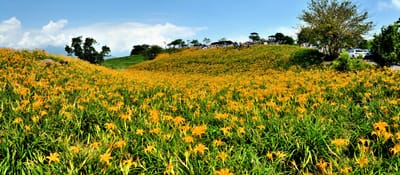 六十石山金針花海綻放金黃山坡