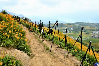 六十石山金針花海旁排列的專業攝影腳架