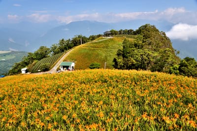 金針山滿山金黃金針花海與涼亭