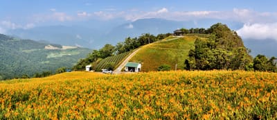 金針山金黃花海與翠綠山稜美景