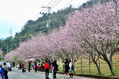 鹿蒿粉嫩櫻花盛開道路旁遊客駐足欣賞