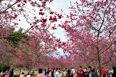 國立暨南國際大學滿園綻放的緋紅櫻花林
