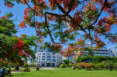 盛夏鳳凰花開下的校園建築與綠地