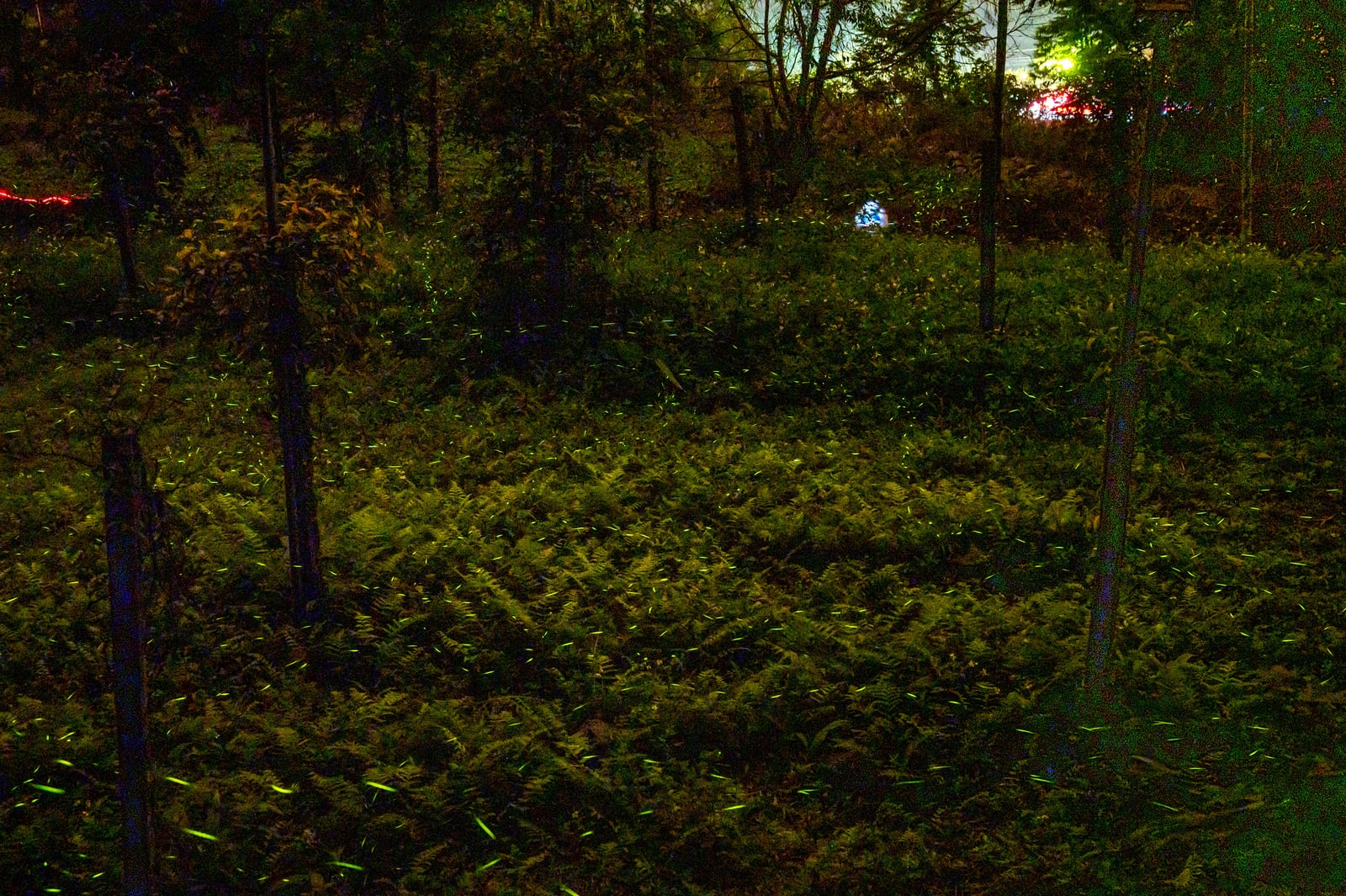 那瑪夏山林夜間閃爍的螢火蟲點點螢光｜國內本島（南部）