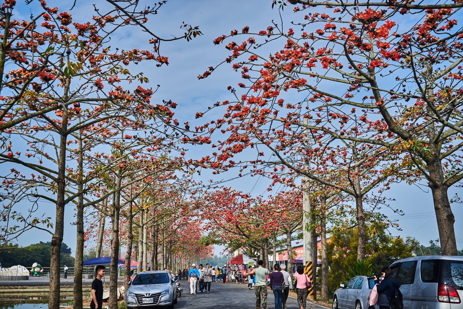 林初埤木棉花道綻放橘紅春景與遊客｜國內本島（南部）