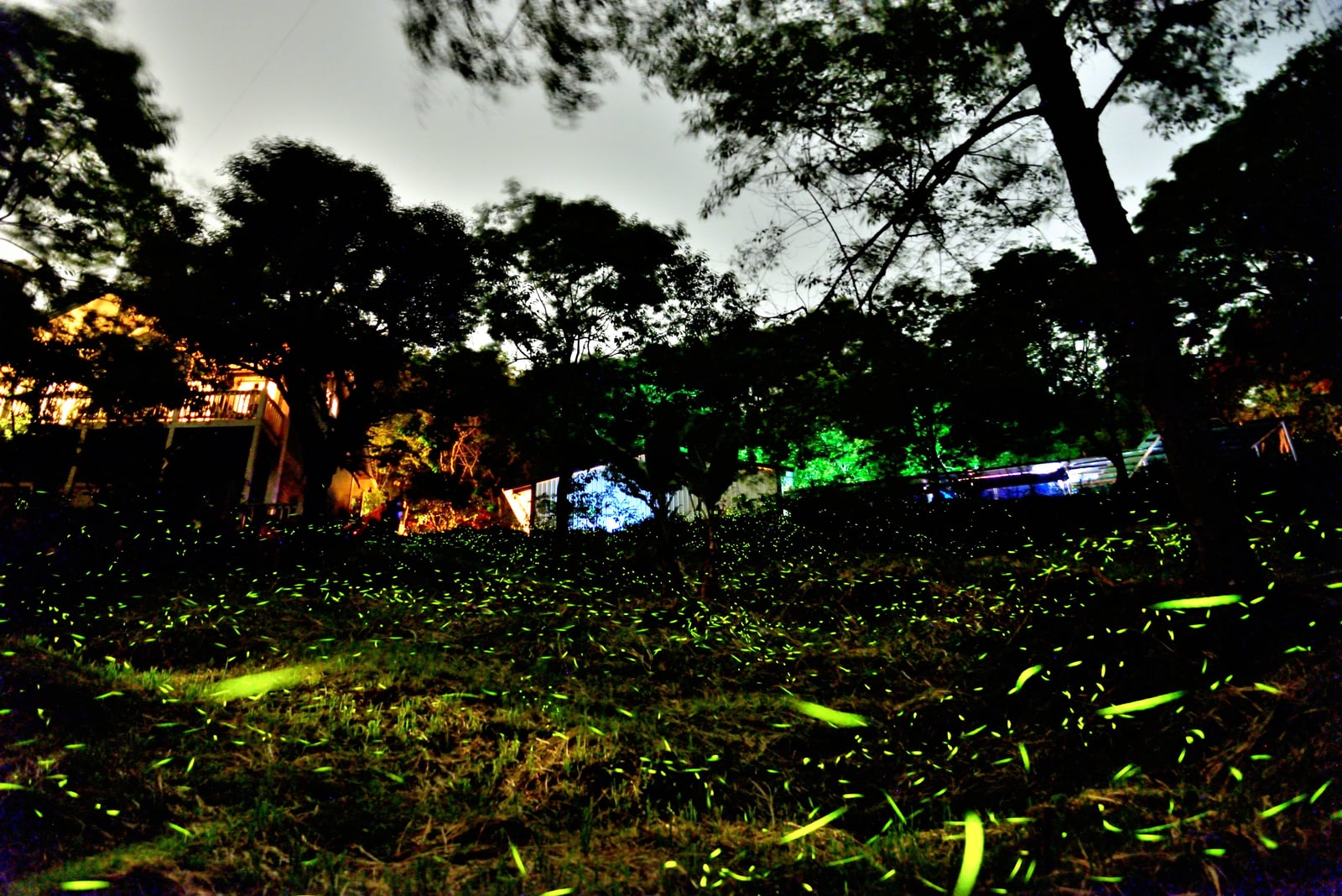 夜色山林間螢光點點的螢火蟲生態景致｜國內本島（南部）