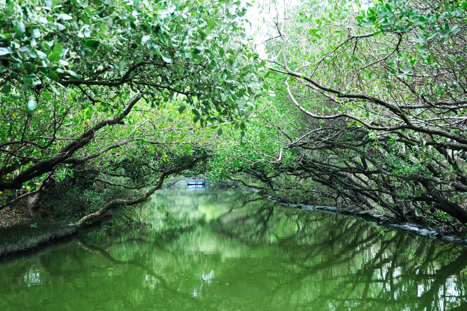 四草綠色隧道水面交織成天然綠意拱門｜國內本島（南部）