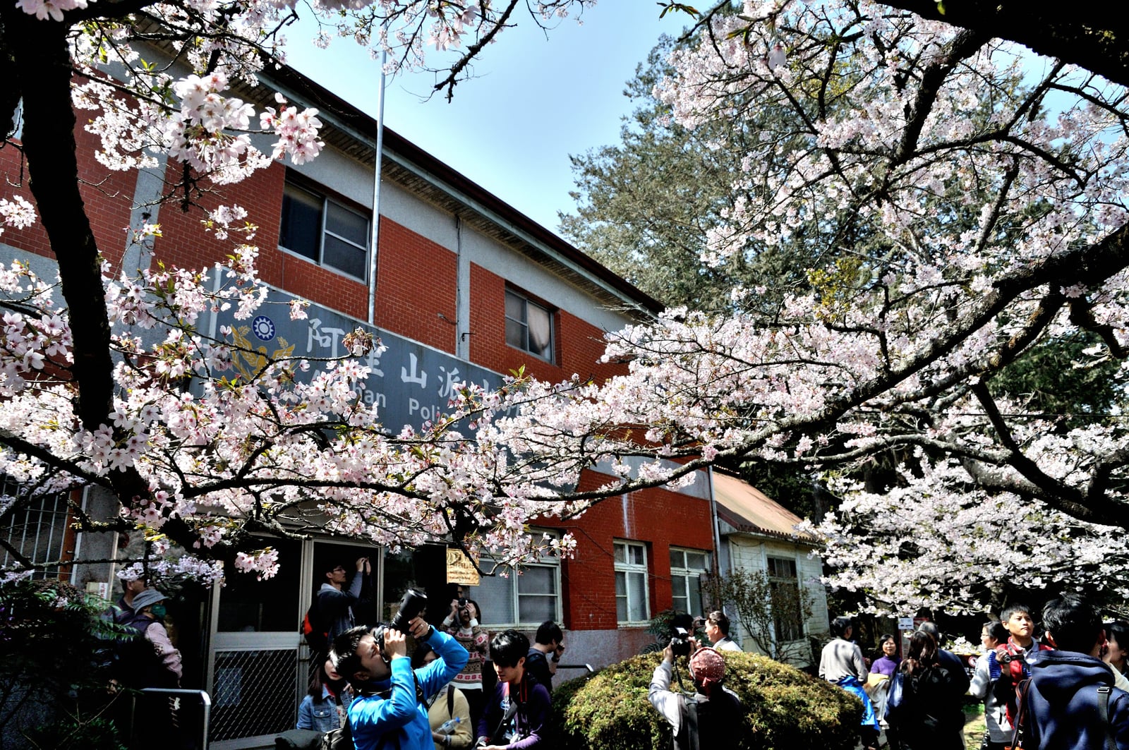 春櫻盛開中的嘉義縣警察局竹崎分局阿里山派出所建築外觀｜國內本島（南部）
