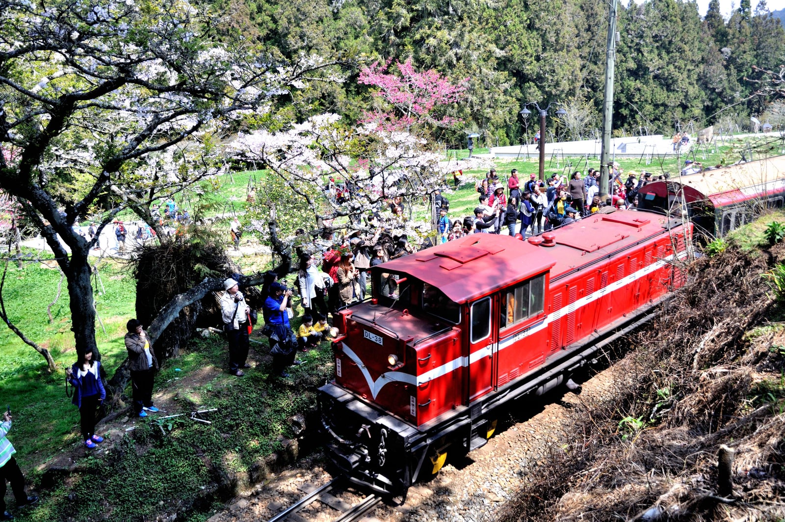 櫻花樹下行駛的紅色阿里山森林鐵路火車｜國內本島（南部）