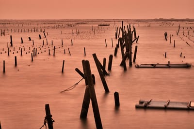 觀海樓前夕陽餘暉中的蚵棚木樁