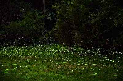 光華賞螢步道夜色中的螢火蟲點點螢光