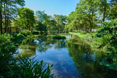 鳳山區忘憂森林林蔭水池風光