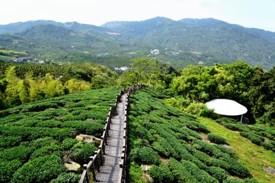 綠意茶園與綿延山景相伴的木棧道風光