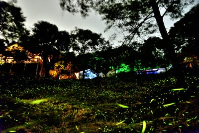 夜色山林間螢光點點的螢火蟲生態景致