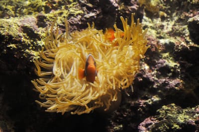 海葵中探出頭的小丑魚