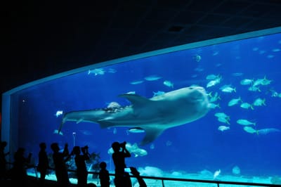 巨型鯨鯊游過藍色水族館大窗｜國內本島（南部）