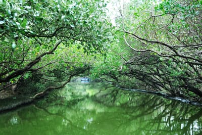 四草綠色隧道水面交織成天然綠意拱門