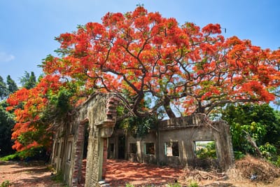 紅豔鳳凰花盛開覆蓋斑駁廢墟舊建築