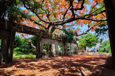 紅磚牆框住的鳳凰花海與滄桑廢墟
