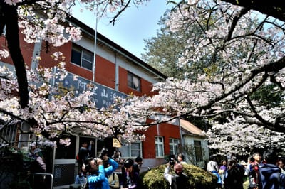 春櫻盛開中的嘉義縣警察局竹崎分局阿里山派出所建築外觀｜國內本島（南部）